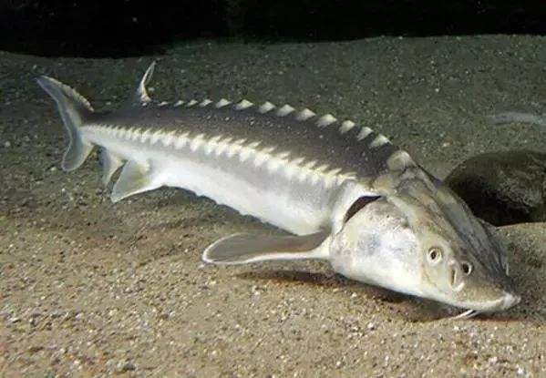 扶余松花江鳇鱼