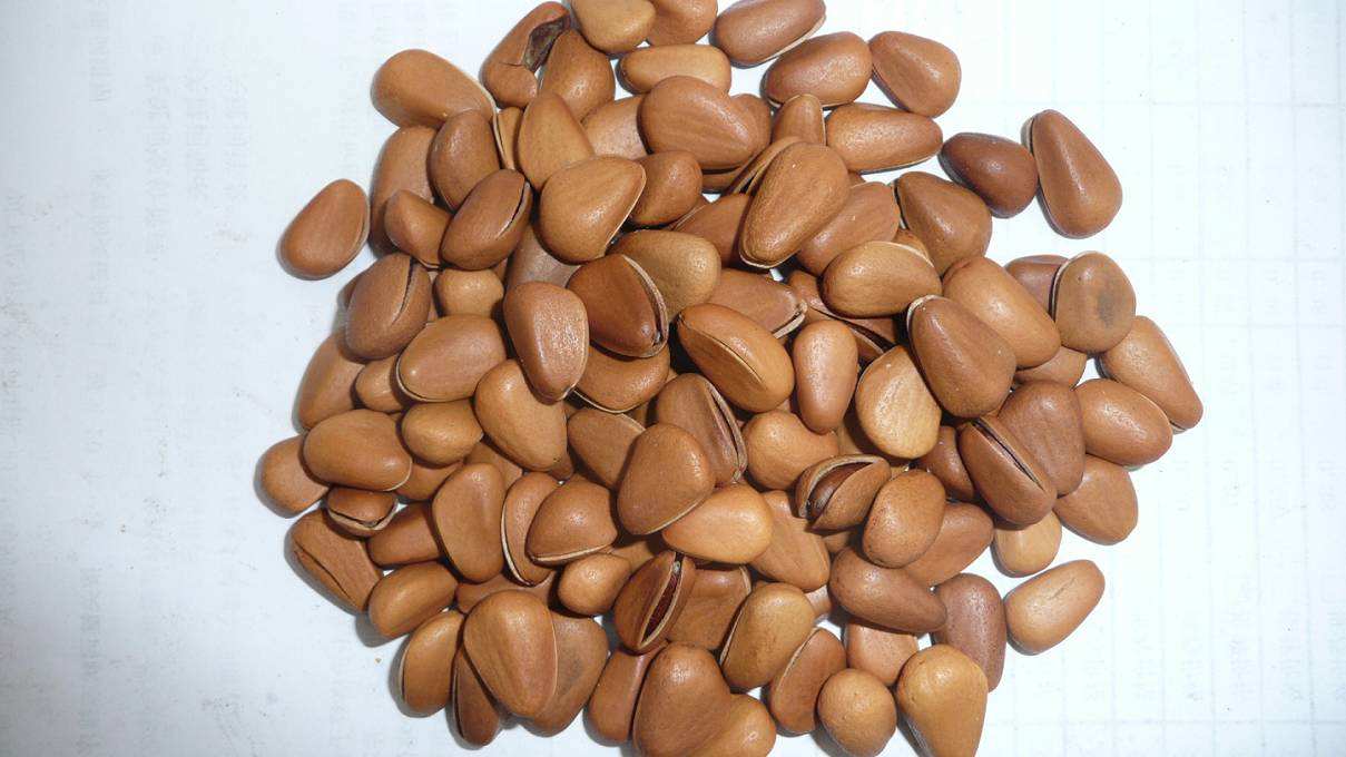 昌邑红松籽