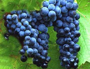 昌邑长白山山葡萄