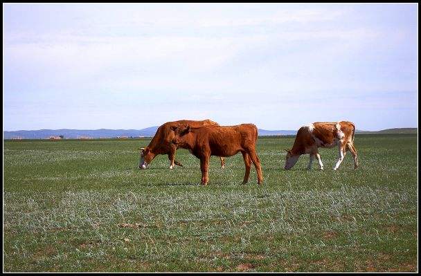 洮北草原红牛