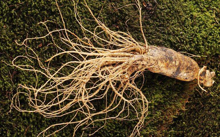 浑江长白山人参