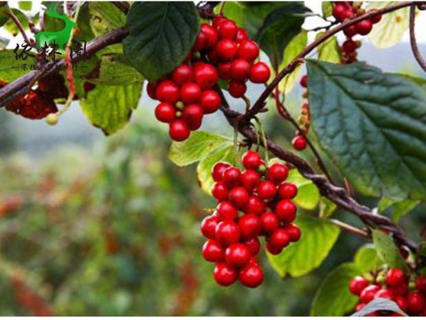 昌邑长白山五味子