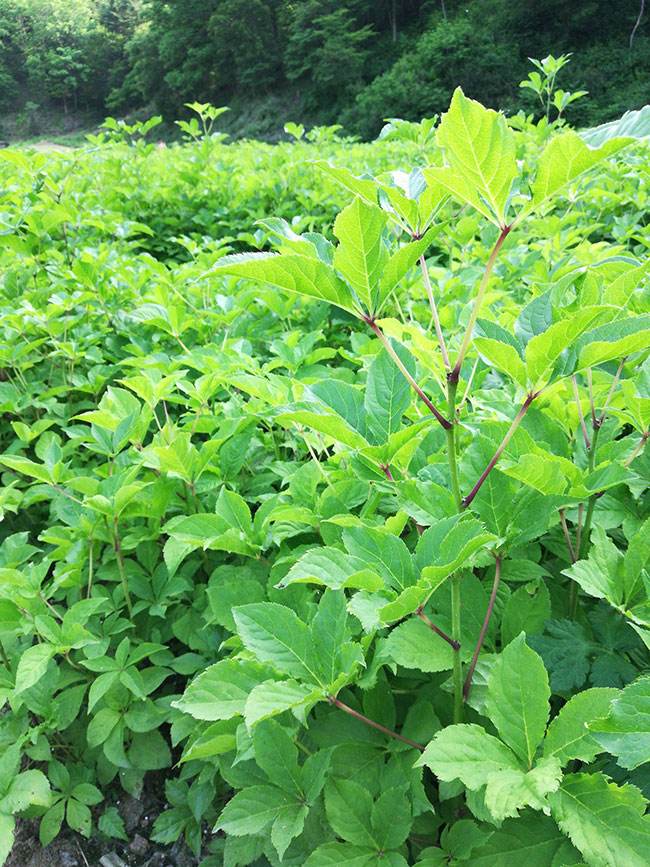 浑江长白山刺五加