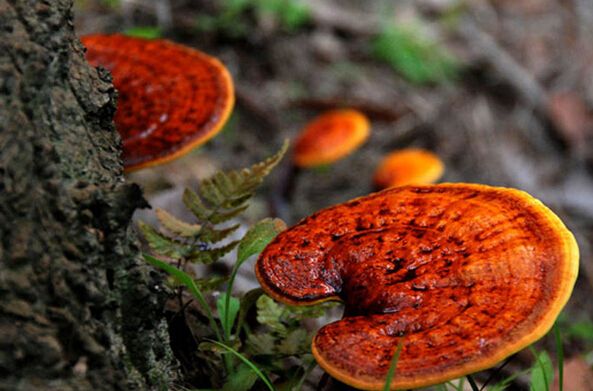 浑江长白山灵芝