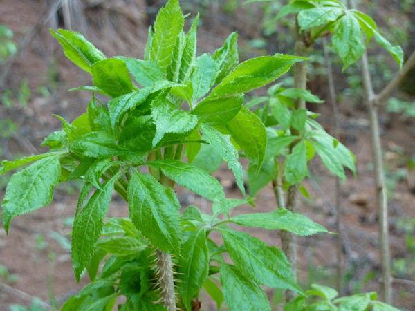 昌邑长白山刺五加
