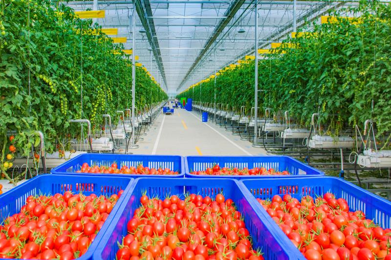 小西红柿成“致富果” 映红乡村振兴路