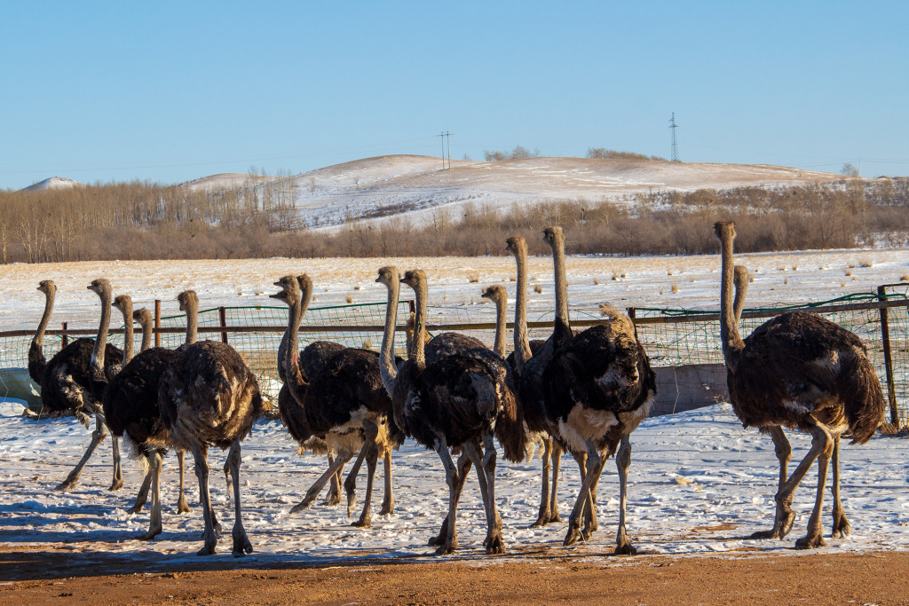走在乡村振兴路上的“大长腿”