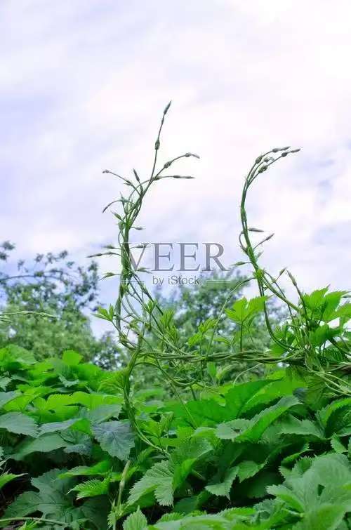 予你半生痴缠（自由体）