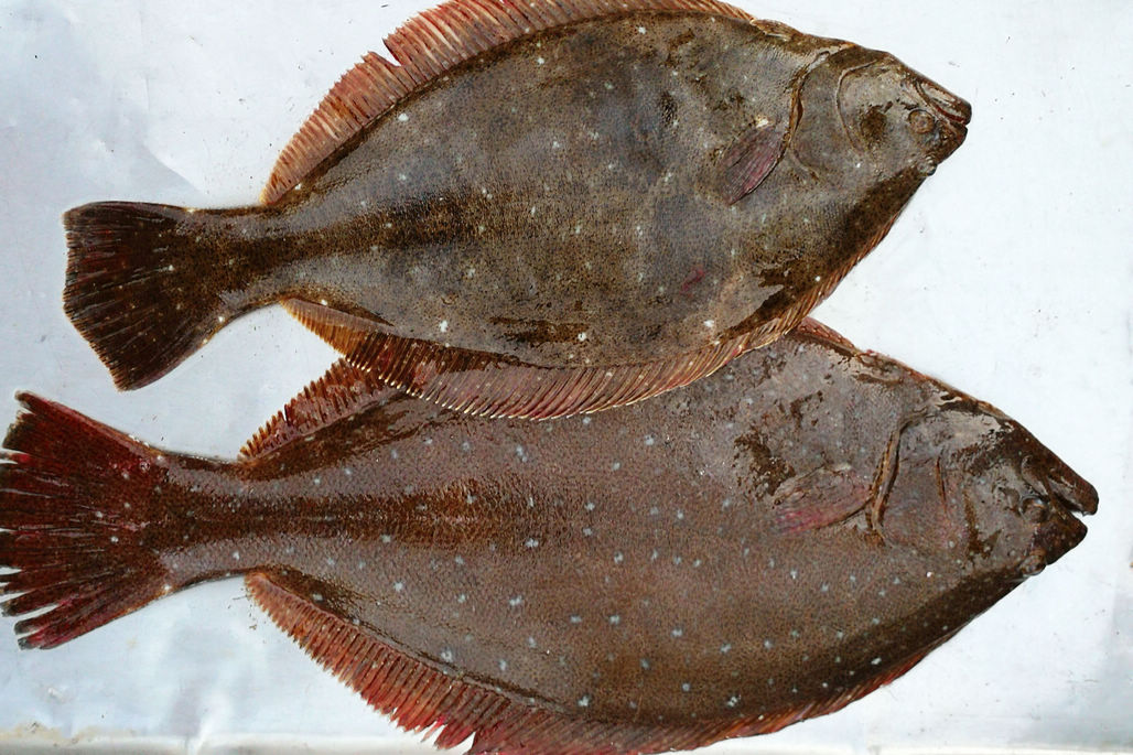 牟平烟台牙鲆鱼