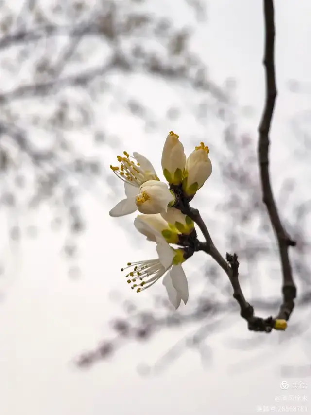 复苏：生命坚韧的诗行