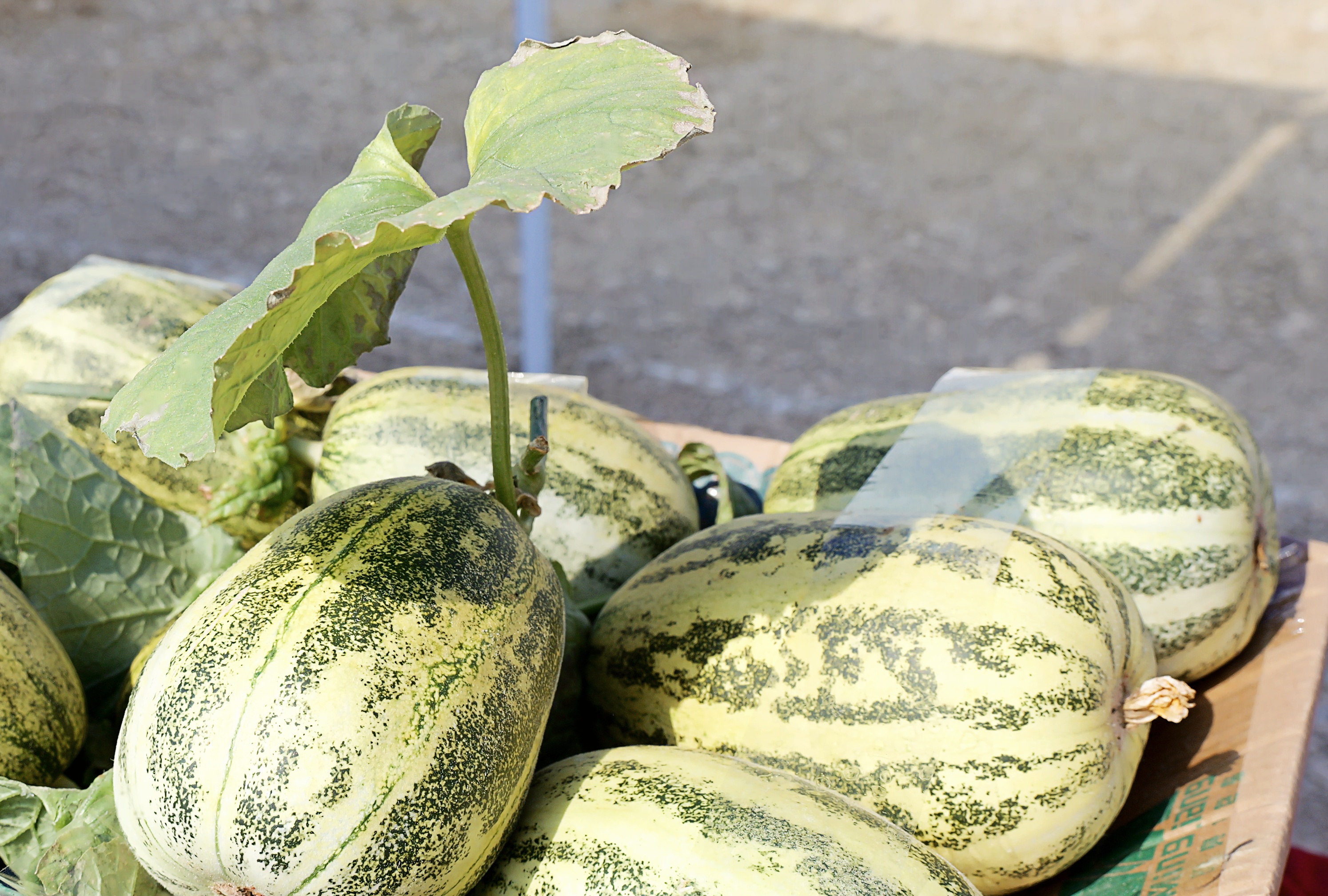 瓜香漫溢方城春 农兴景美启新程